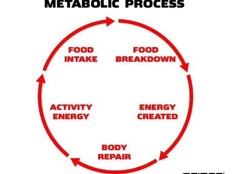 How to Increase Metabolism After 60?